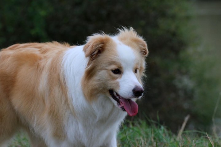 [Dog Name] Image 3