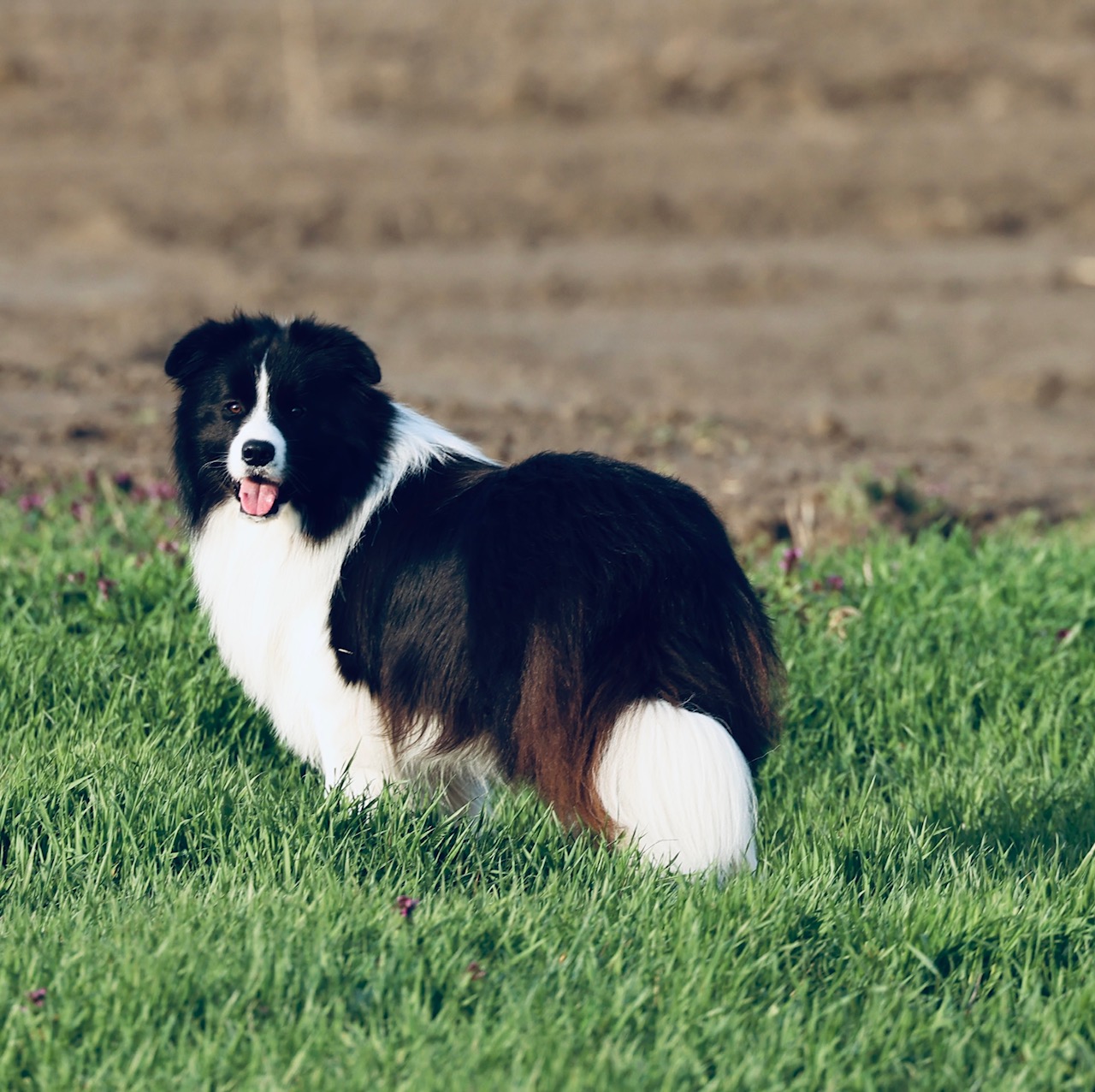 Morris