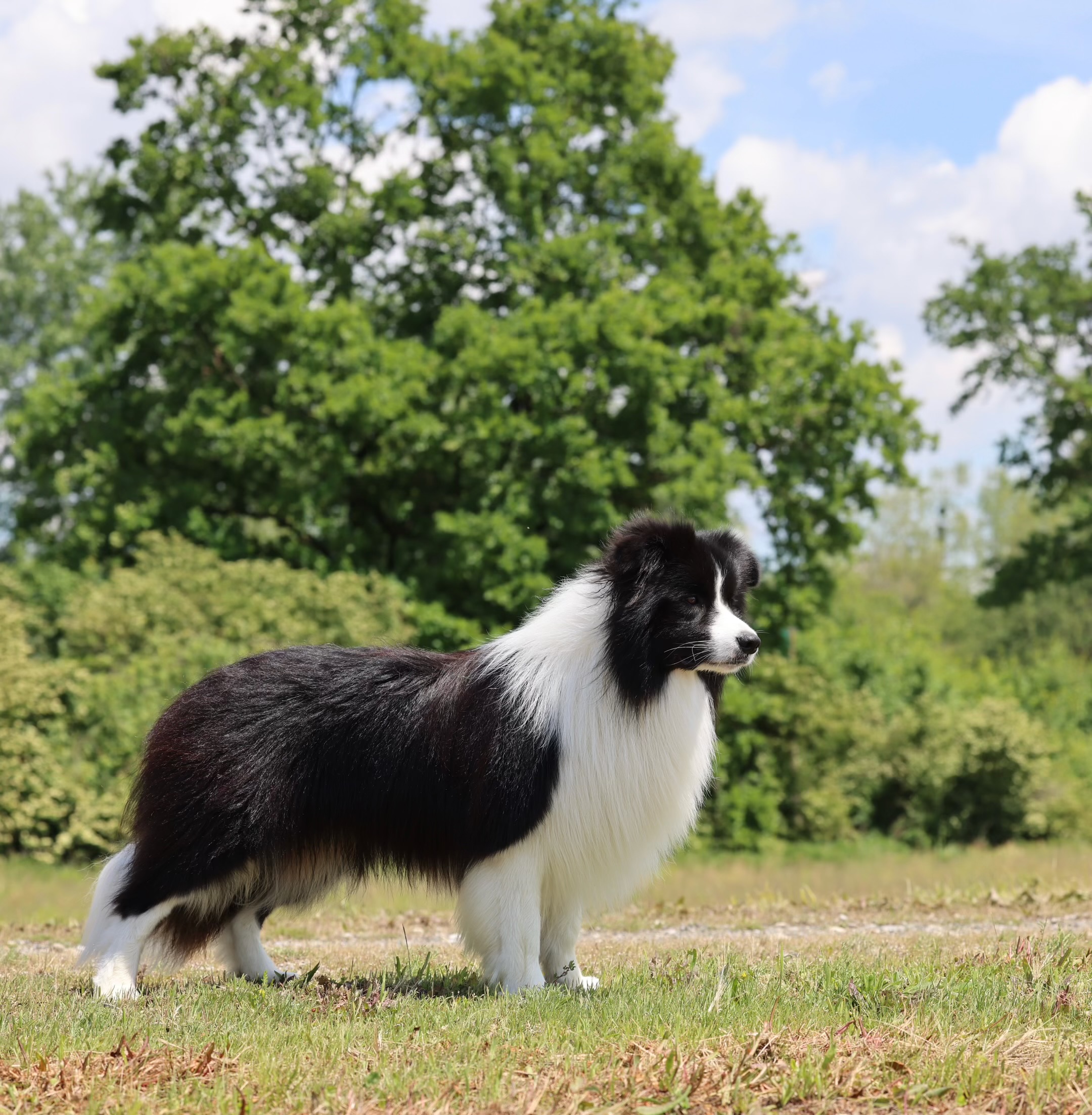 Morris