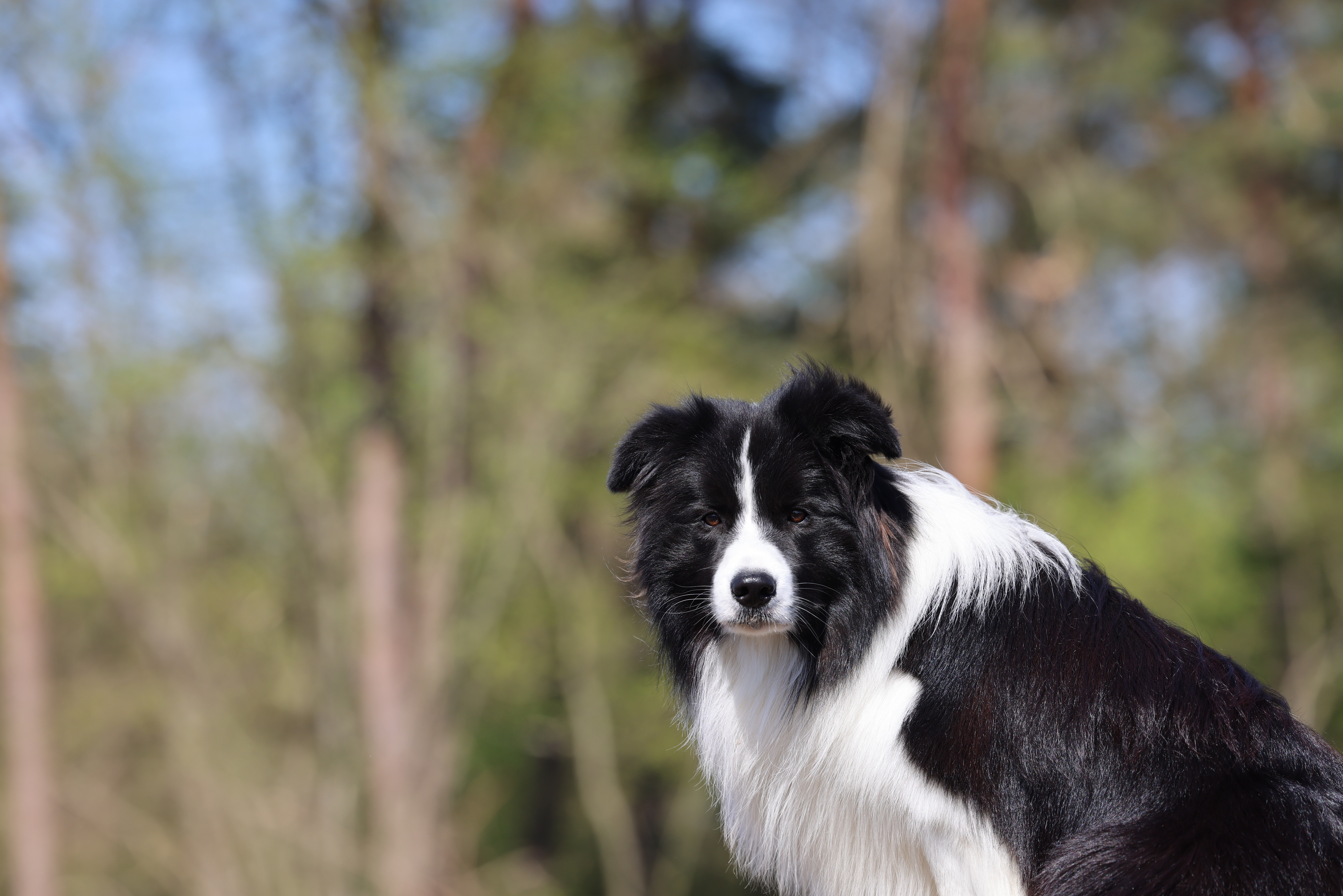 Morris