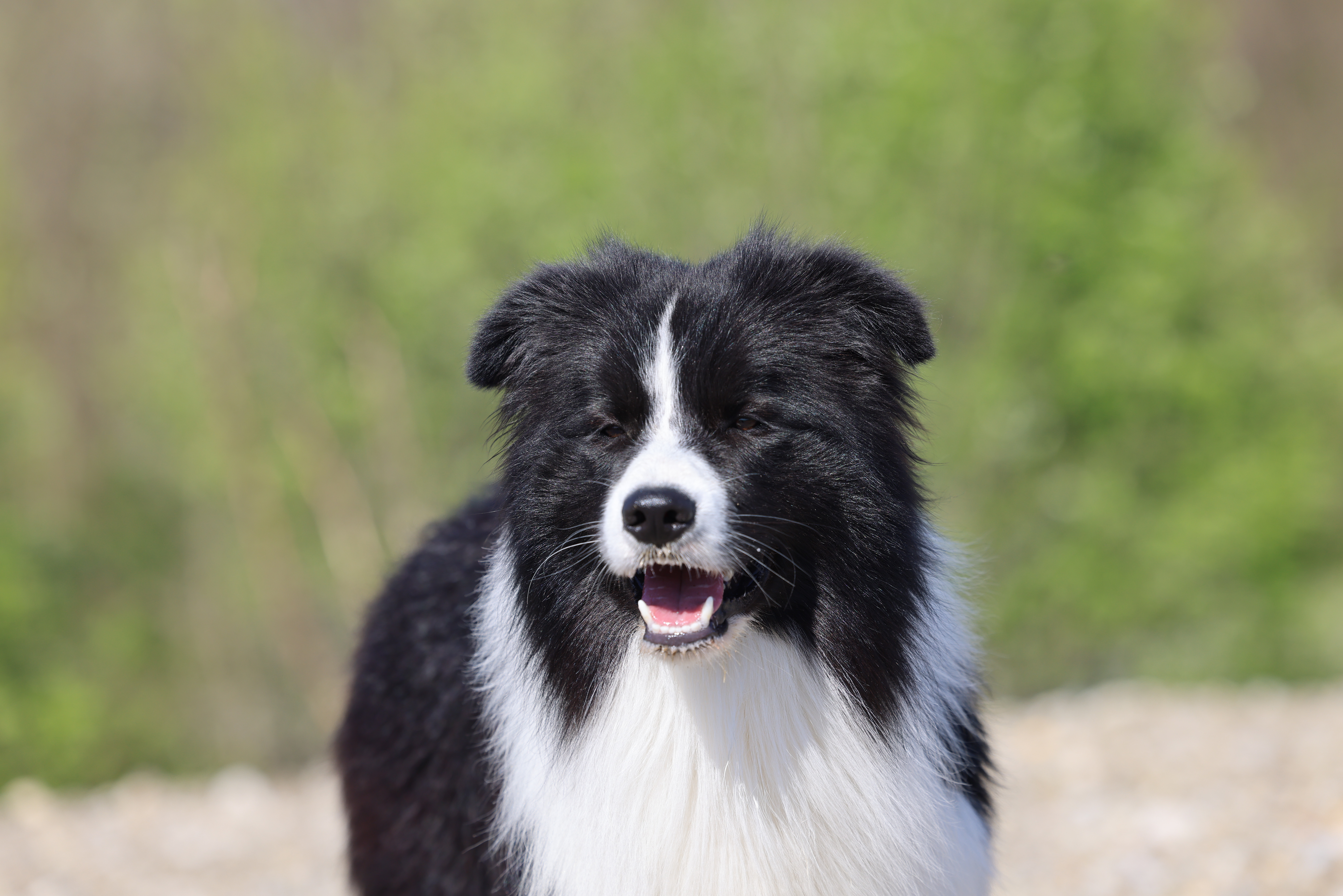 Morris